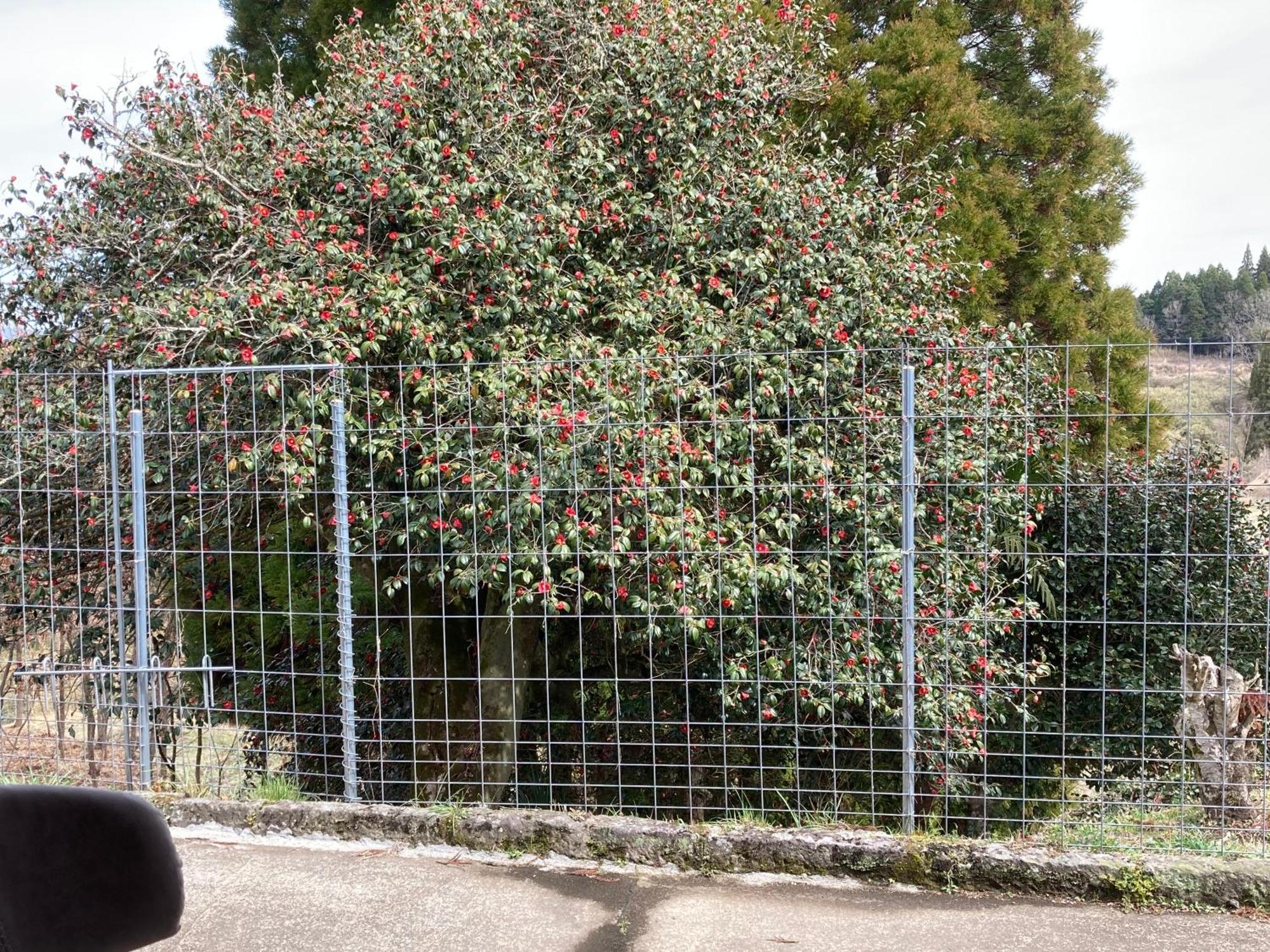 体験型農家民泊「お陽さまと風」 Apartment Bungoono Exterior photo
